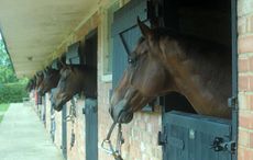 racehorse-sanctuary.jpg
