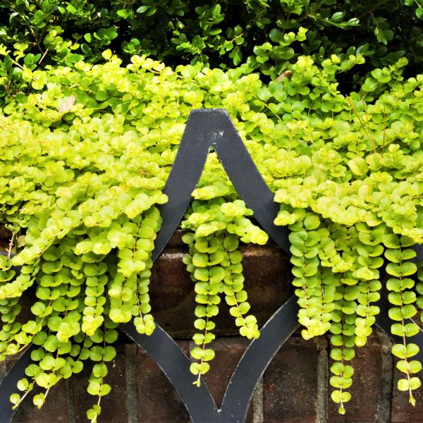 Goldie Hawn’s Fountain Is Surrounded by Plants – and It’s a Masterclass in Planting Around Water