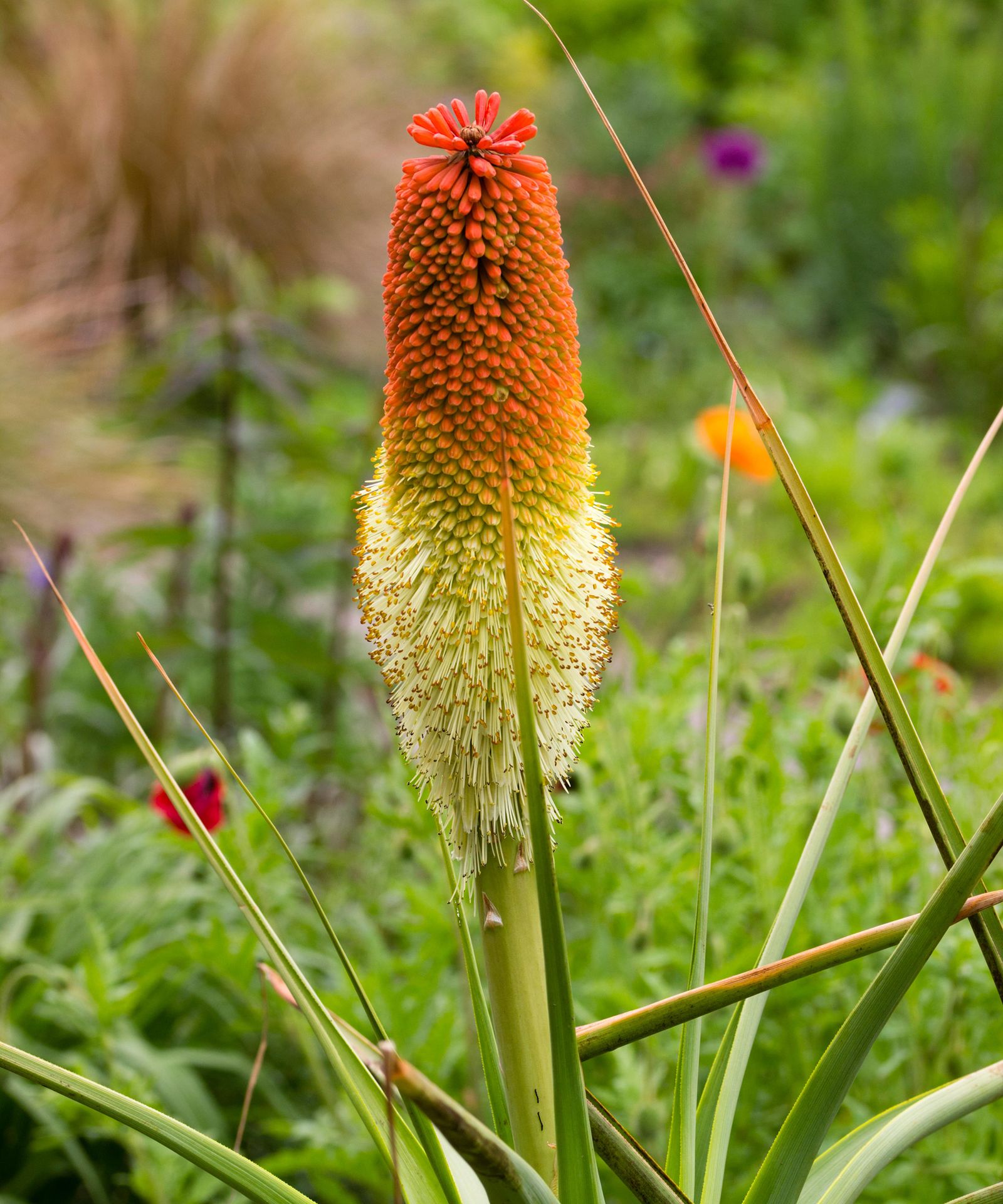 Red hot poker varieties 16 types for sizzling summer color Gardeningetc