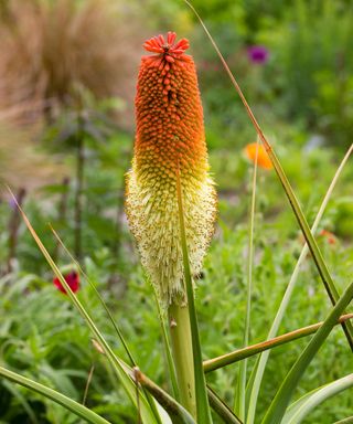 Fat flower spike of the semi-succulent Kniphofia northiae emerges in Late Spring