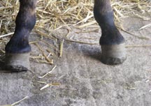 Two%20donkeys%20with%20feet%20trimmed%20with%20a%20chisel.%20Photo%20copyright%20of%20The%20Donkey%20Sanctuary%20(2).JPG