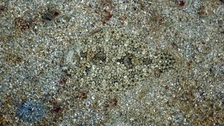 Common sole hidden in the sand