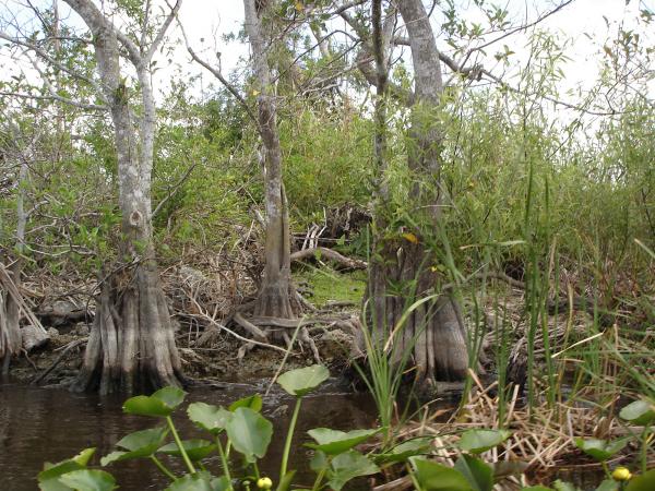 Florida Everglades: Follow the 'River of Grass' (Photos) | Live Science