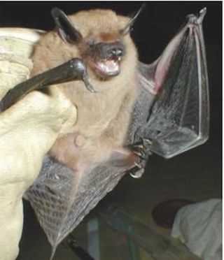 Big-brown bats arizona bats