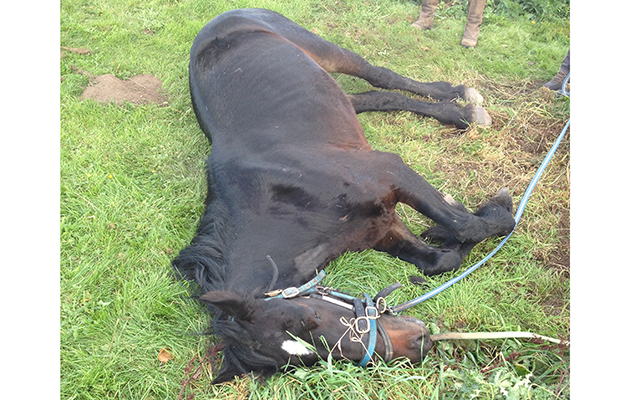 horse canal rescue notts