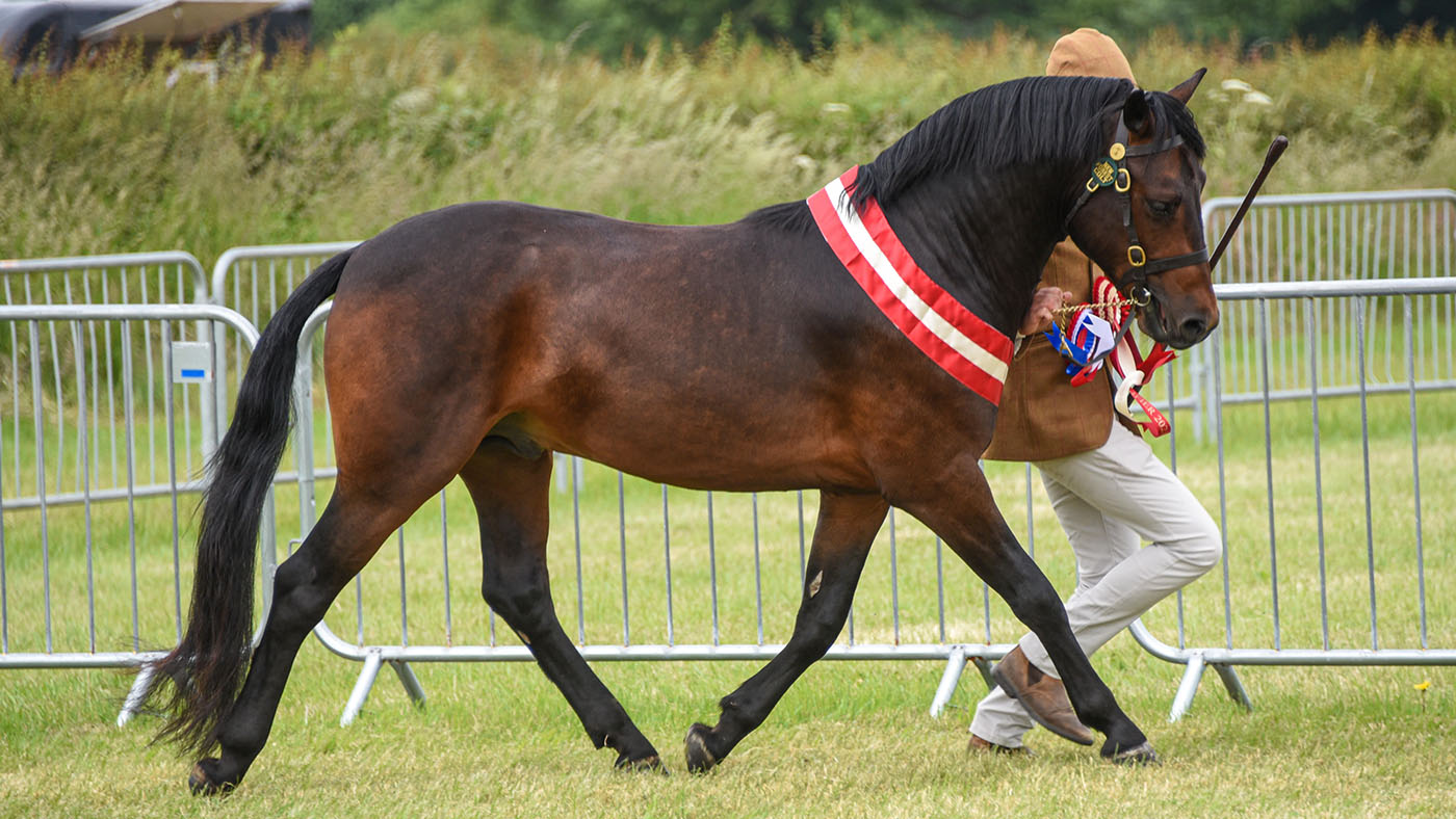 Peronne-The-Navigator_payment-to-equinepics_sarah-lane.jpg