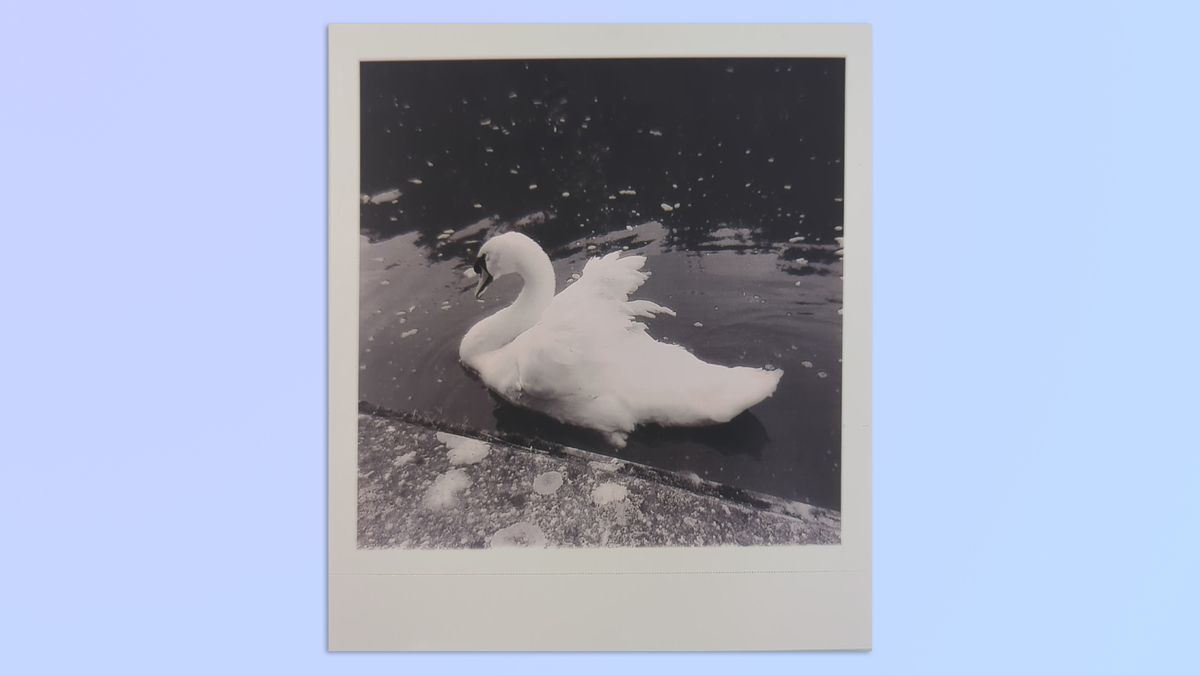 A photo of a swan taken on a Kodak Mini Shot 4 Era 2-in-1 instant camera