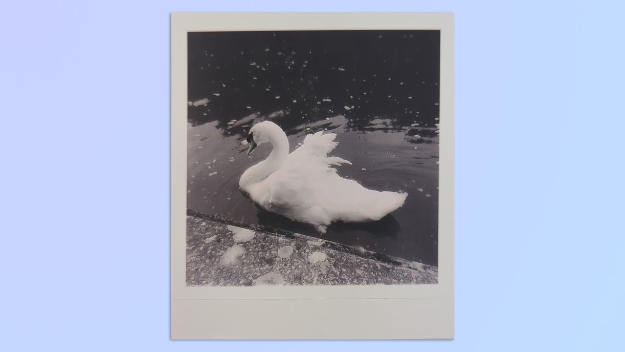 A photo of a swan taken on a Kodak Mini Shot 4 Era 2-in-1 instant camera