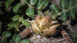 Puncturevine seed pod