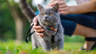 British Shorthair cat outside