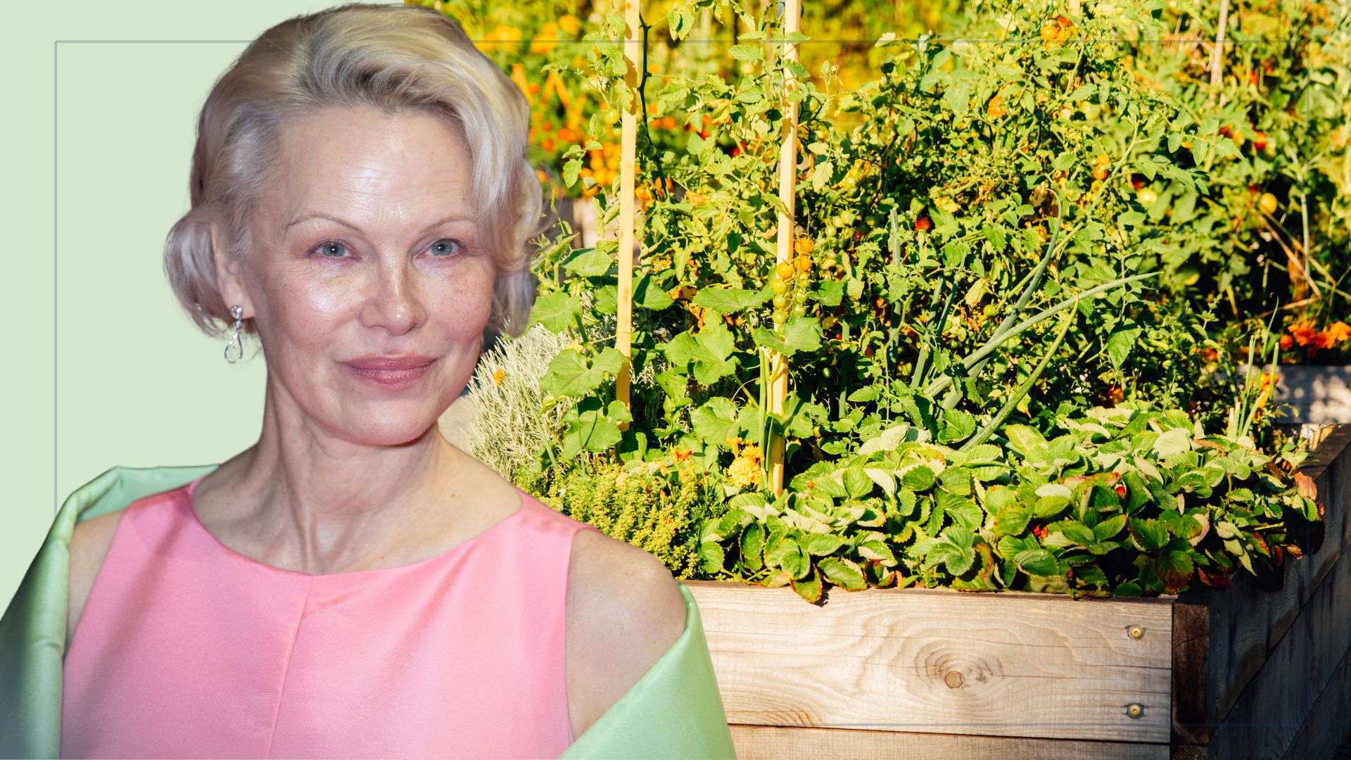 picture of Pamela Anderson at Berlin film festival and picture of garden raised beds