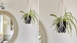 Spider plant hanging in a white bathroom as a plant that helps with condensation