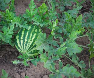 Watermelon plant in a field