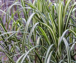 Miscanthus ‘Cabaret’ close up of green and cream striped leaves