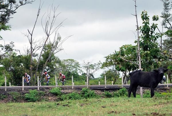 A water buffalo doesn't appear too interested in the three-man break rolling past.