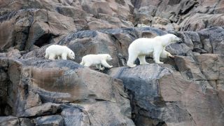 A family of Polar bears walking along rocks in Our Planet 2.