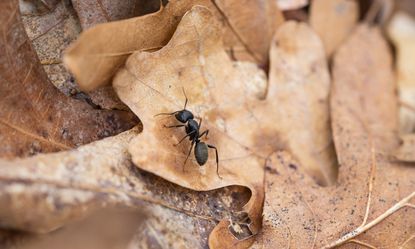 Carpenter Ant on a leaf in the garden