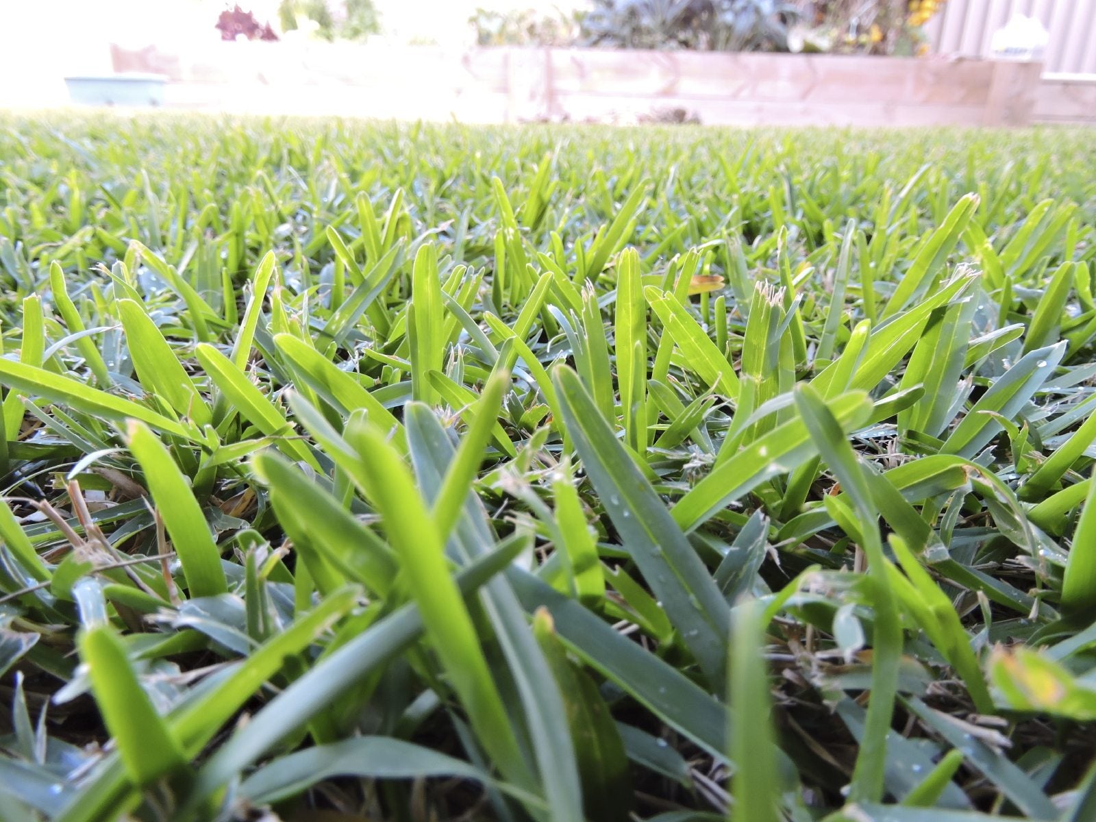 Mowing buffalo online grass