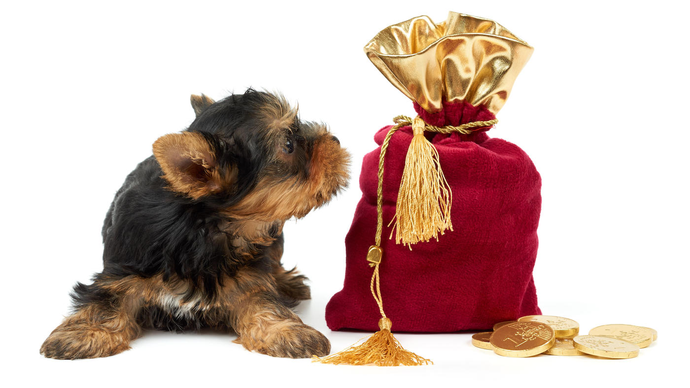 Puppy next to sack of coins: most expensive dog breeds