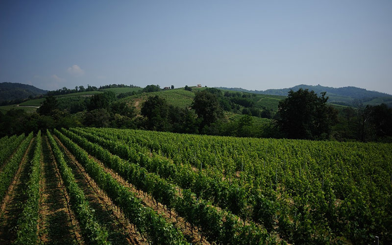 00000a0c4-Travaglini_vineyards_Gattinara.jpg