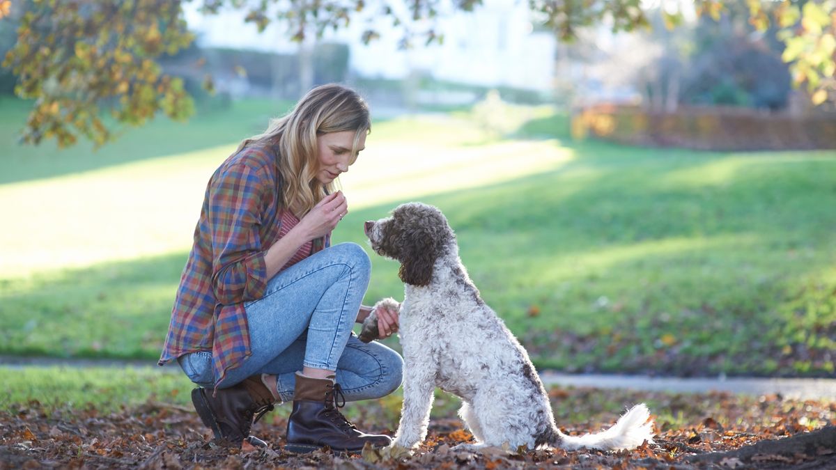 Dog being trained in the park