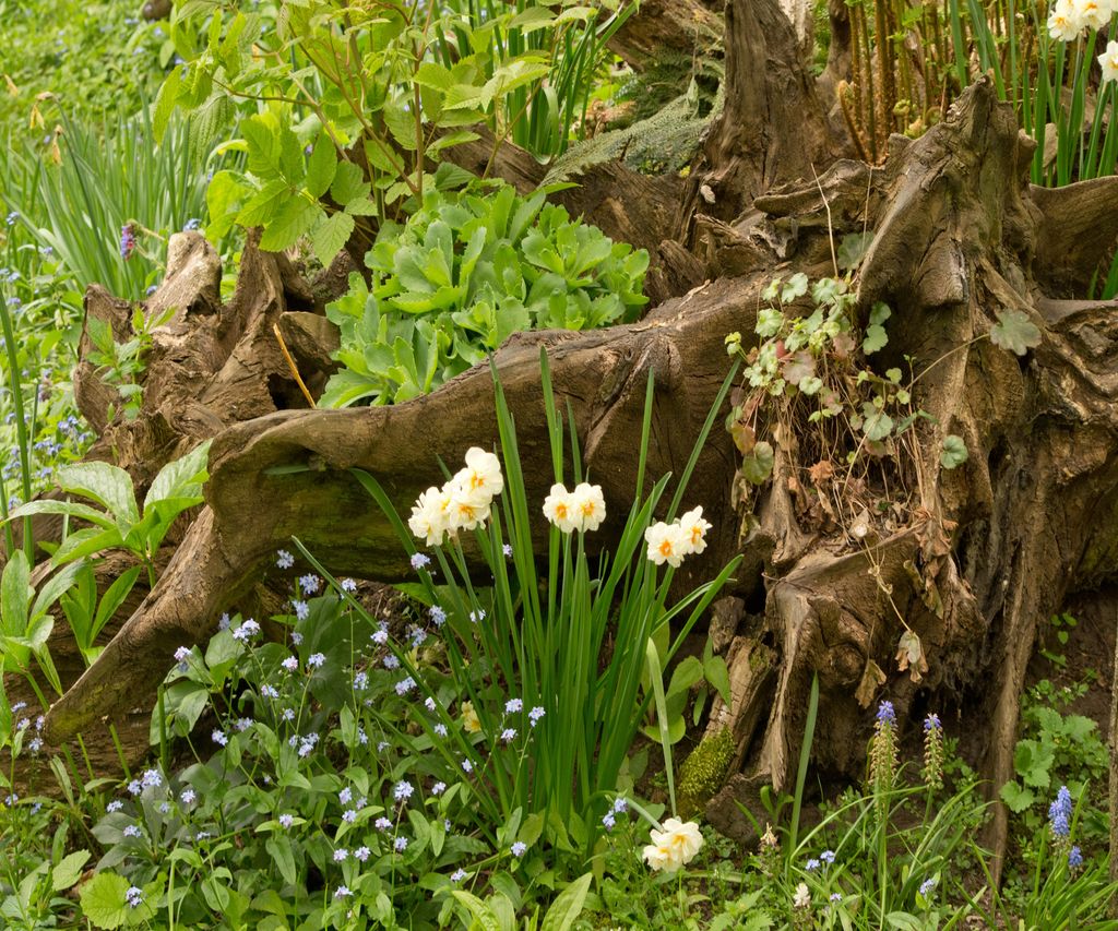 What is a stumpery? - experts explain plus how to create one | Homes ...