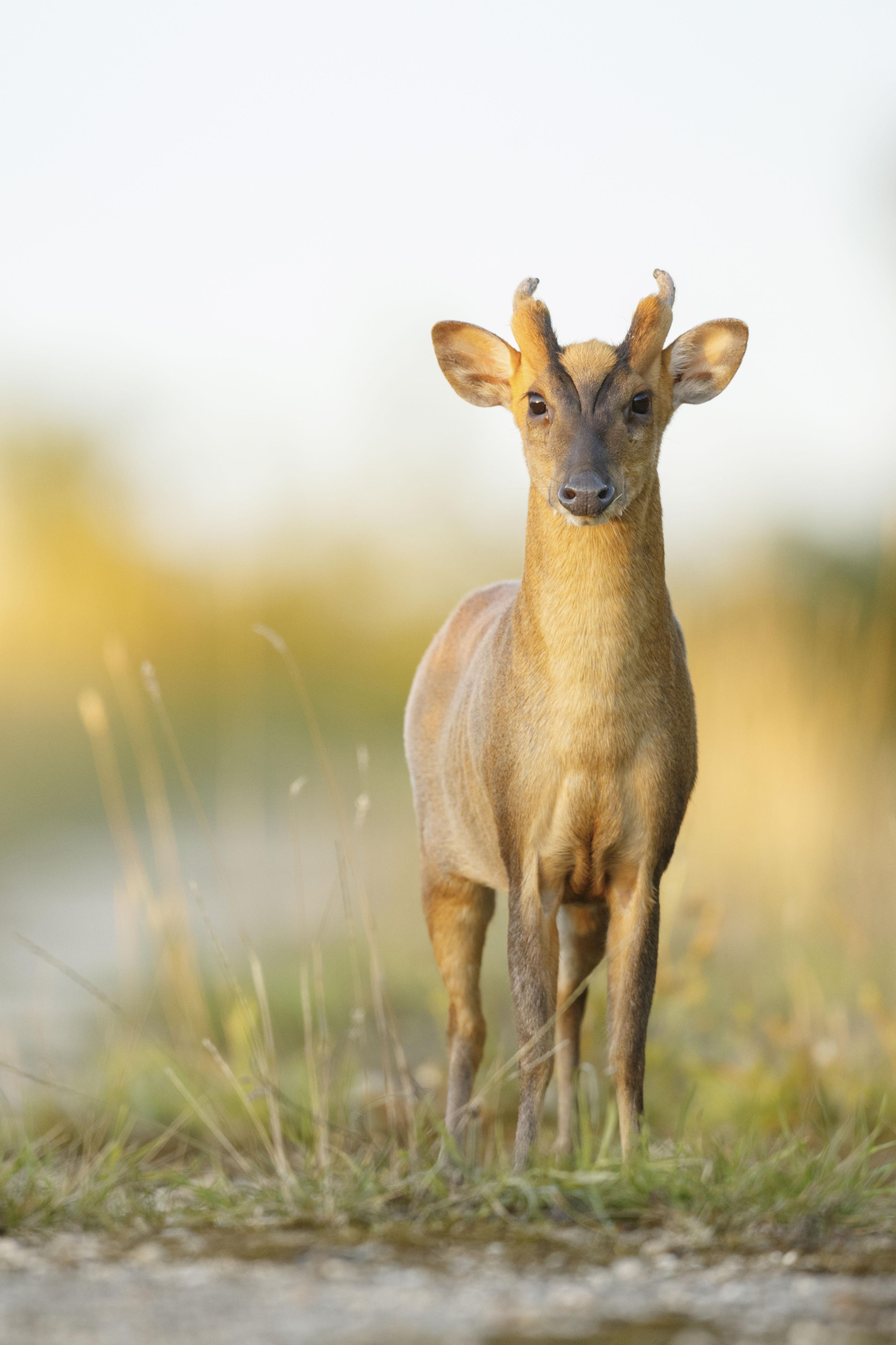 Muntjac deer