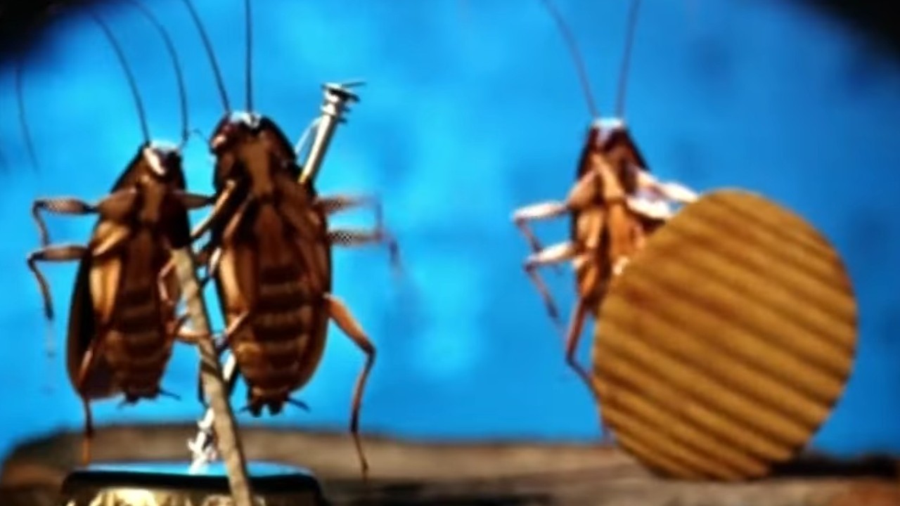 Singing cockroaches in Joe's Apartment