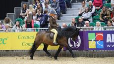 2024 HOYS Dartmoor pony of the year final