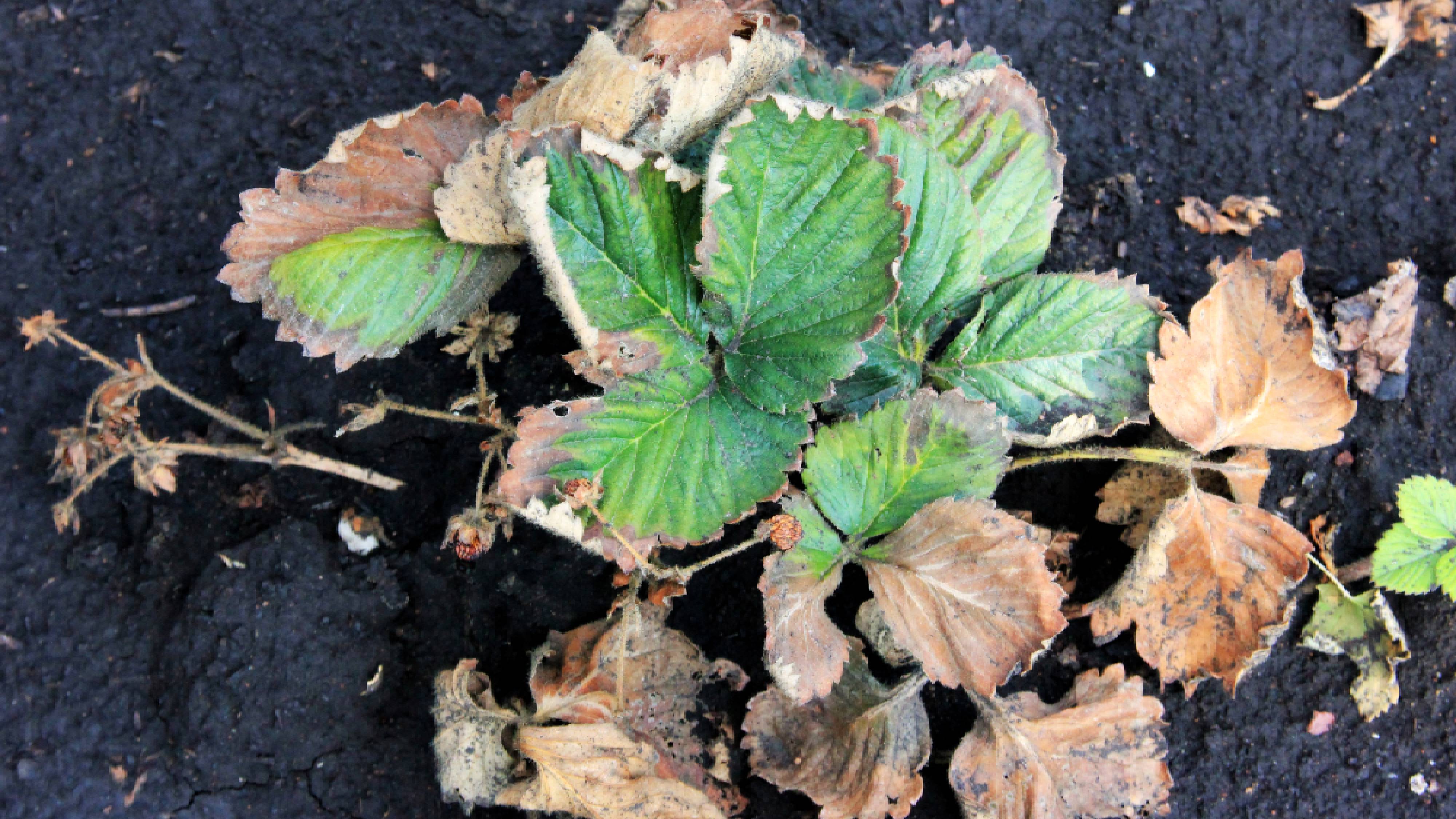 Fusarium wilt in strawberry plant