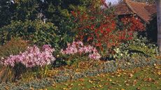 Autumn leaves on a flower border with pink nerine blooms and red shrubs