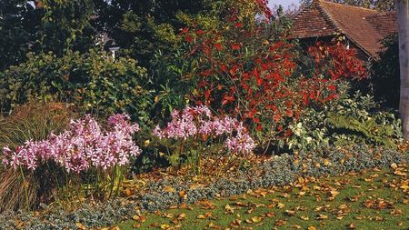 Autumn leaves on a flower border with pink nerine blooms and red shrubs