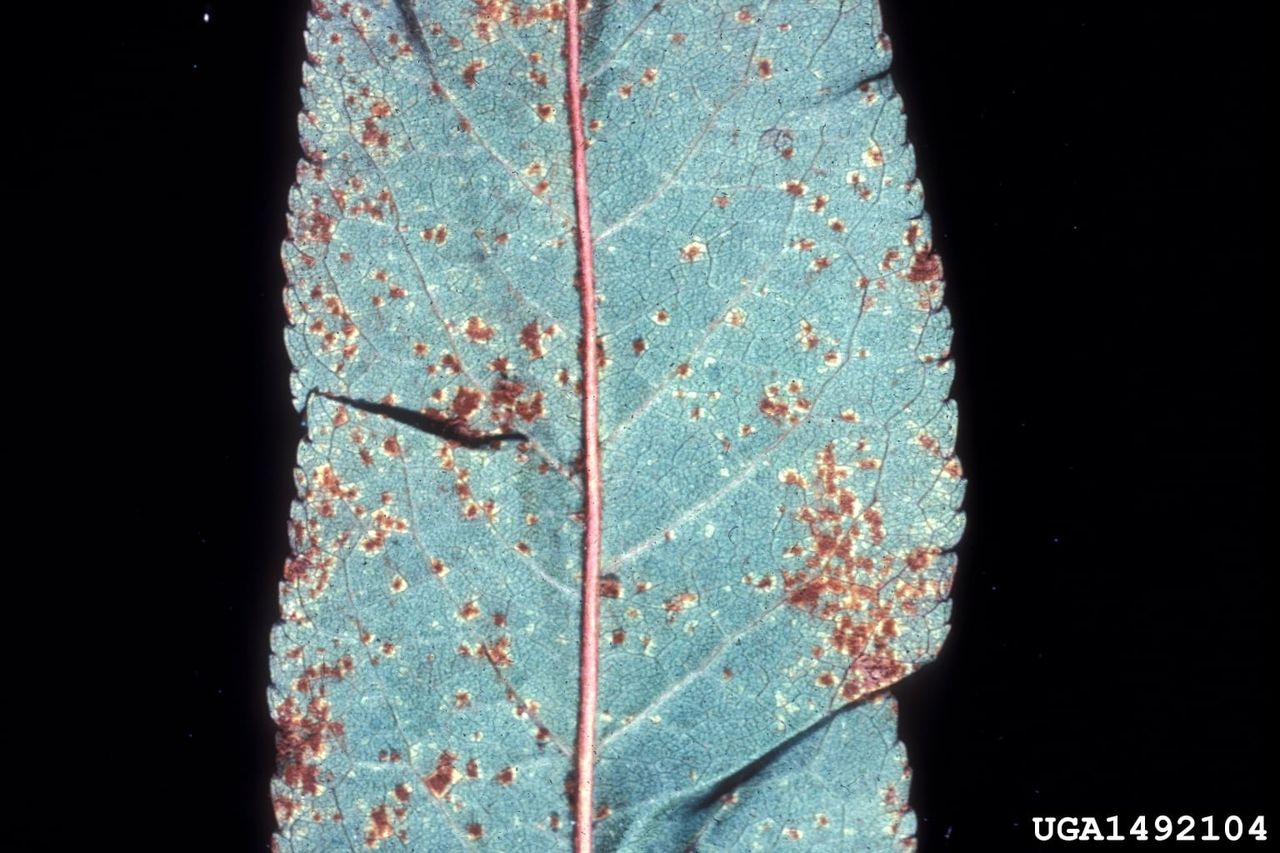 Rust on Apricot Tree Leaf