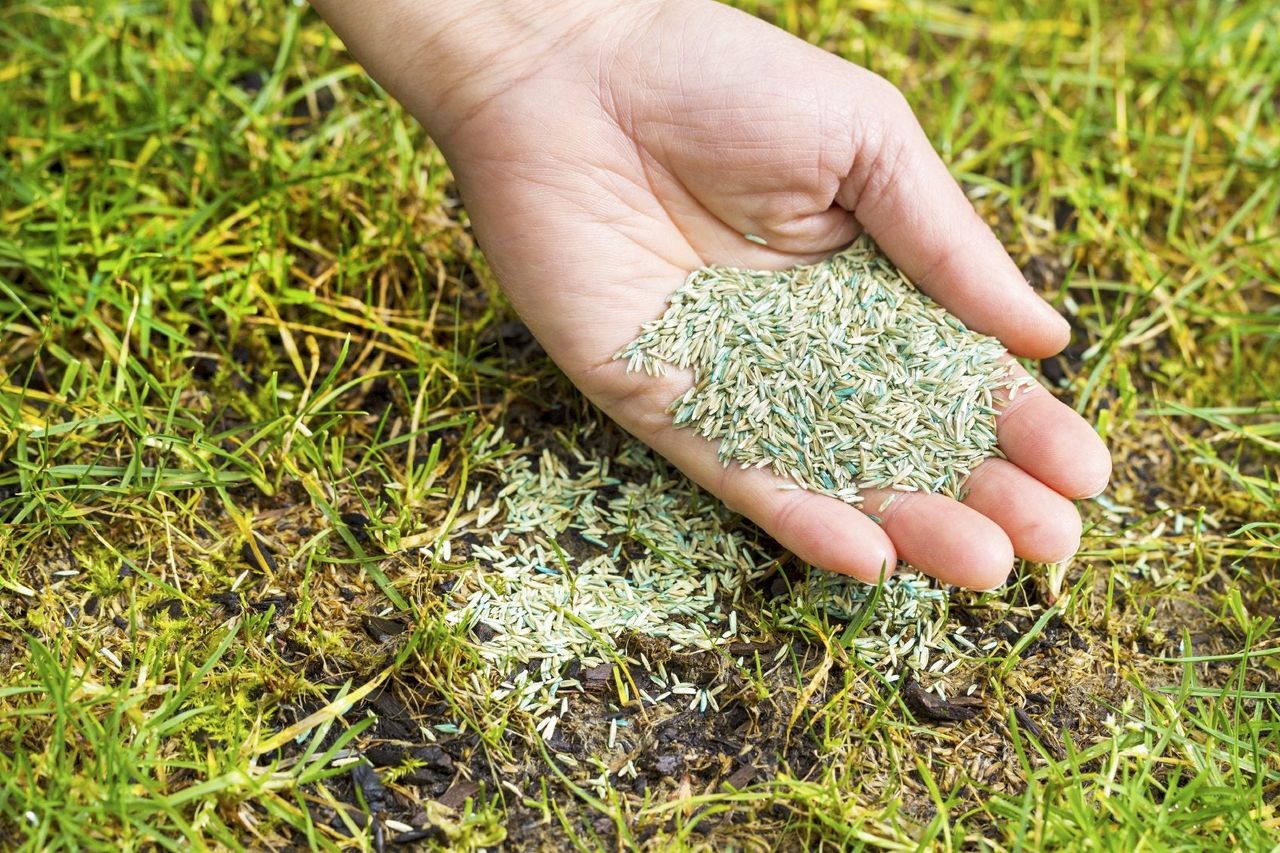 Hand Placing Lawn Seeding On The Lawn