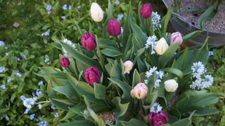 A galvanised tin bucket recycled and planted with pastel coloured tulips. the bulbs are layered lasagne style