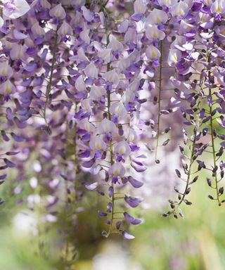 Wisteria domino