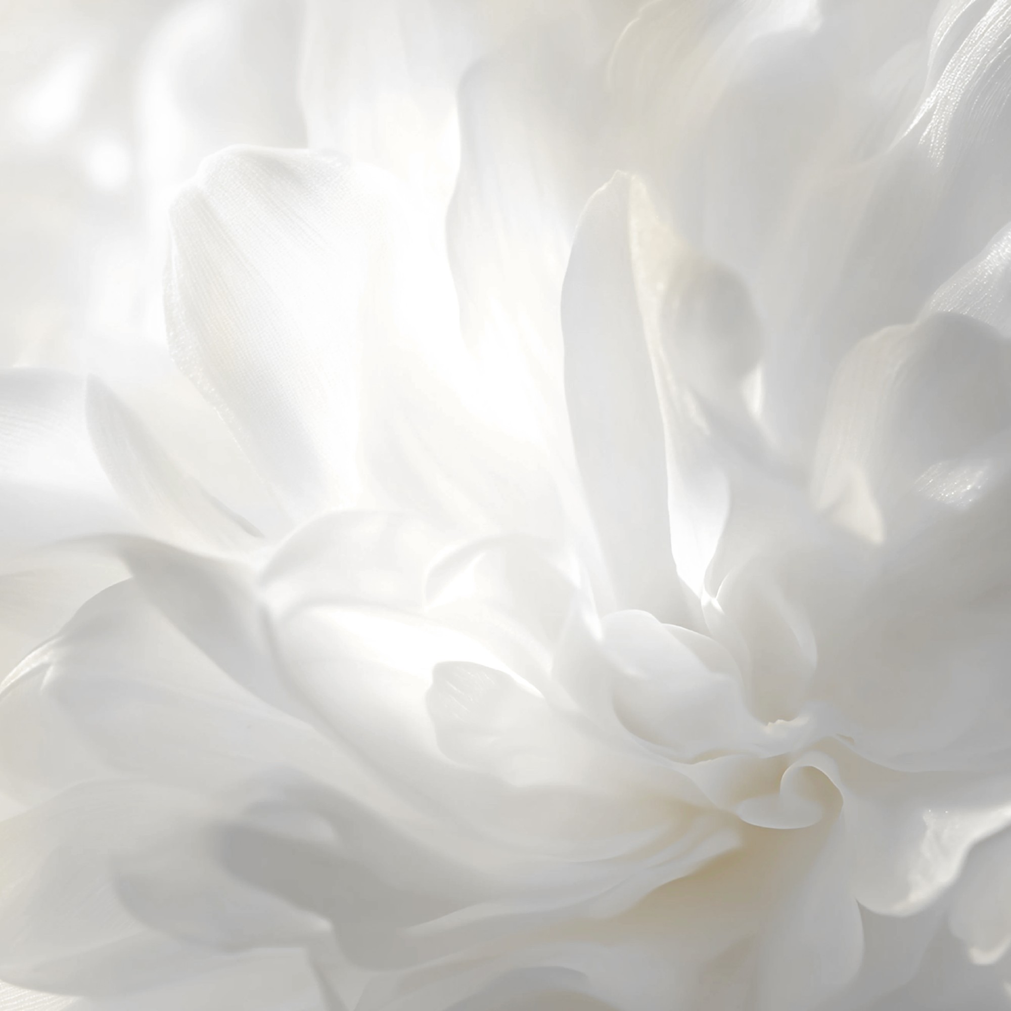 A white flower in the shade of Pantone&#039;s colour of the year 2026, Cloud Dancer