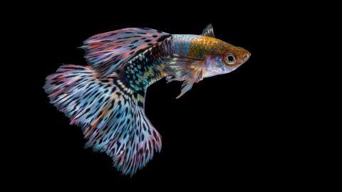 32 best types of fish for first-time owners | PetsRadar