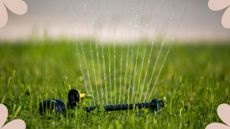 picture of lawn sprinkler on in summer garden