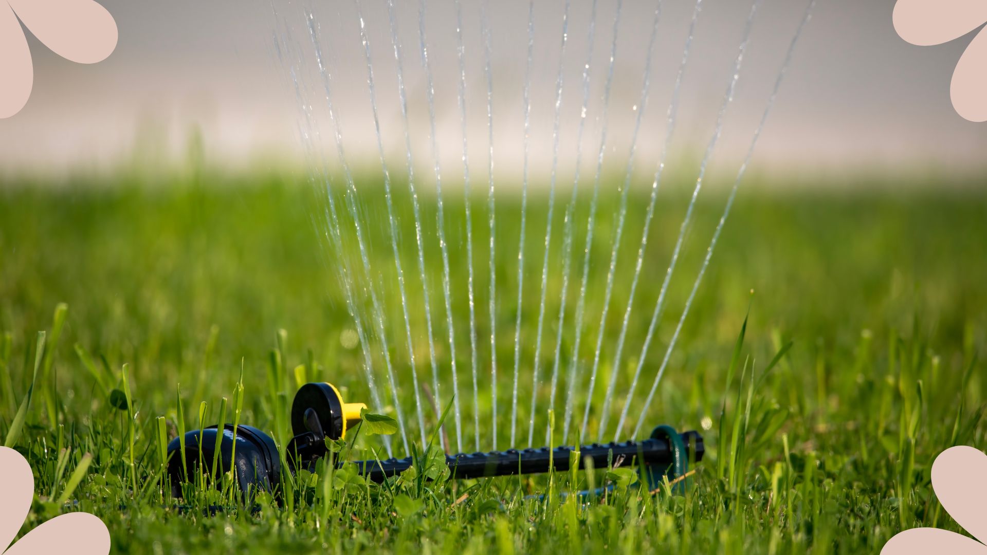  picture of lawn sprinkler on in summer garden