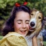 Lassie Come Home, Elizabeth Taylor