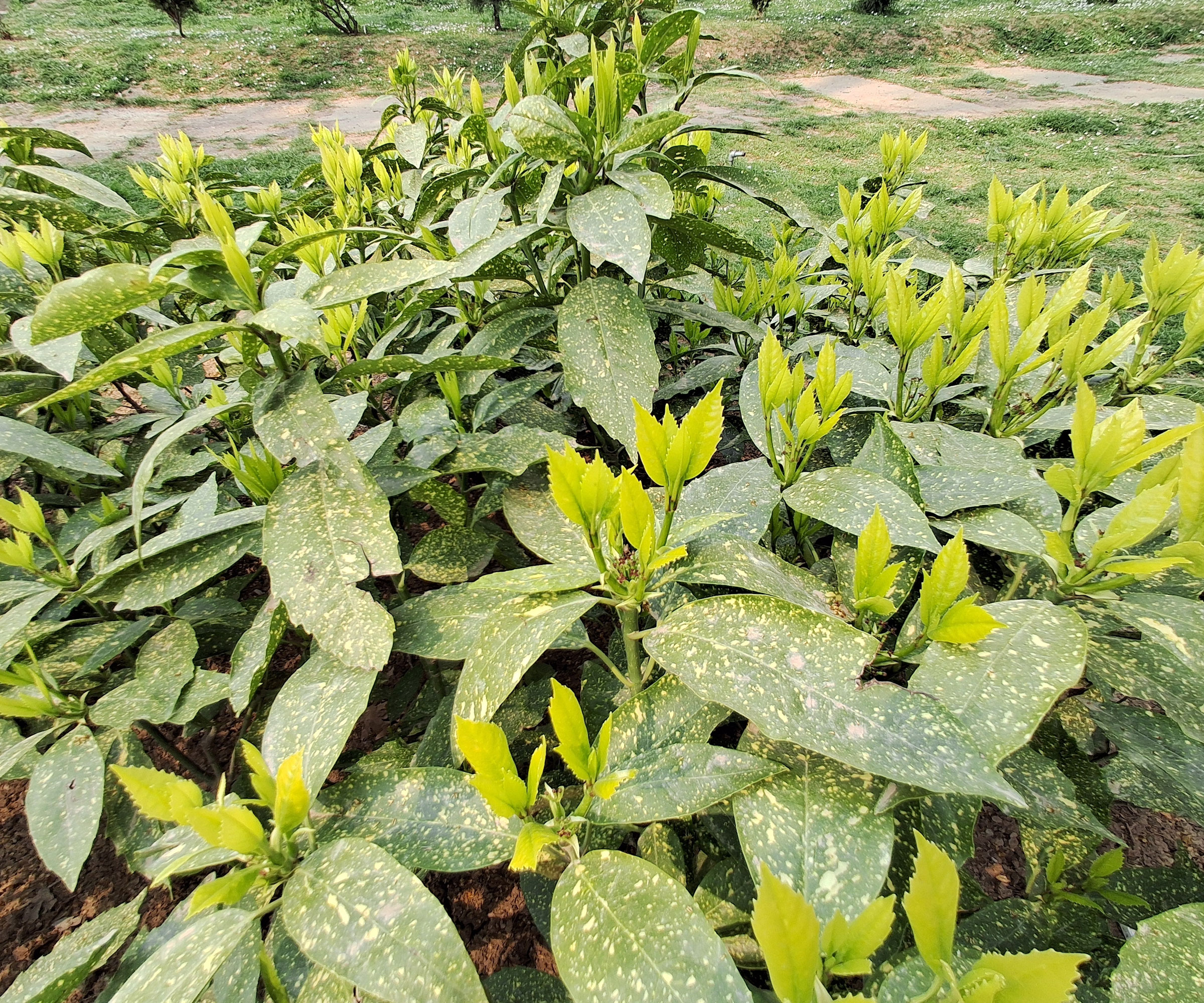 aucuba plant with bright green and yellow leaves