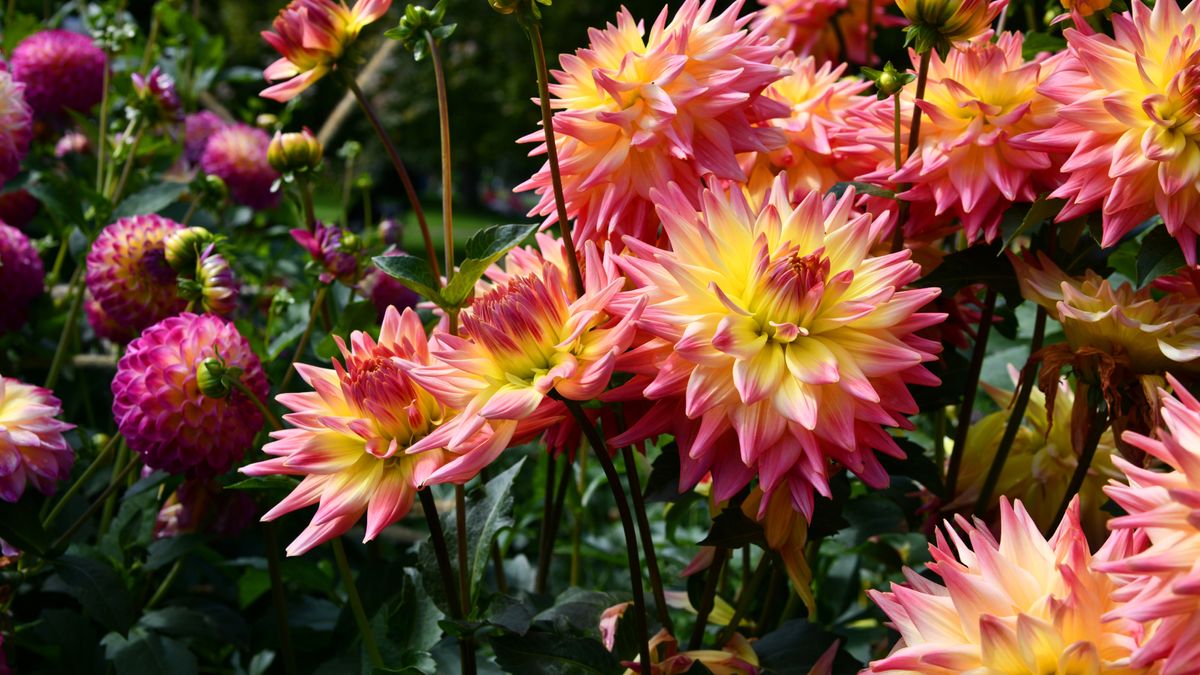 Dahlia Fertilizer Guide: How to Get a Summer of Massive Blooms