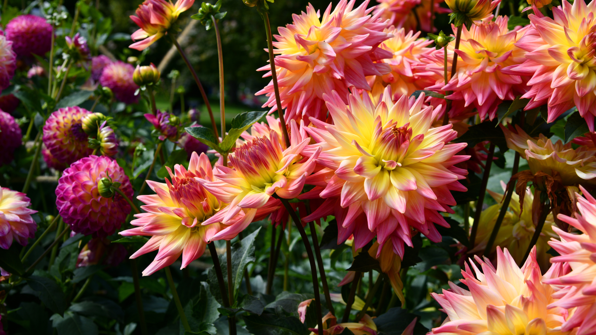 Pink and yellow dahlias
