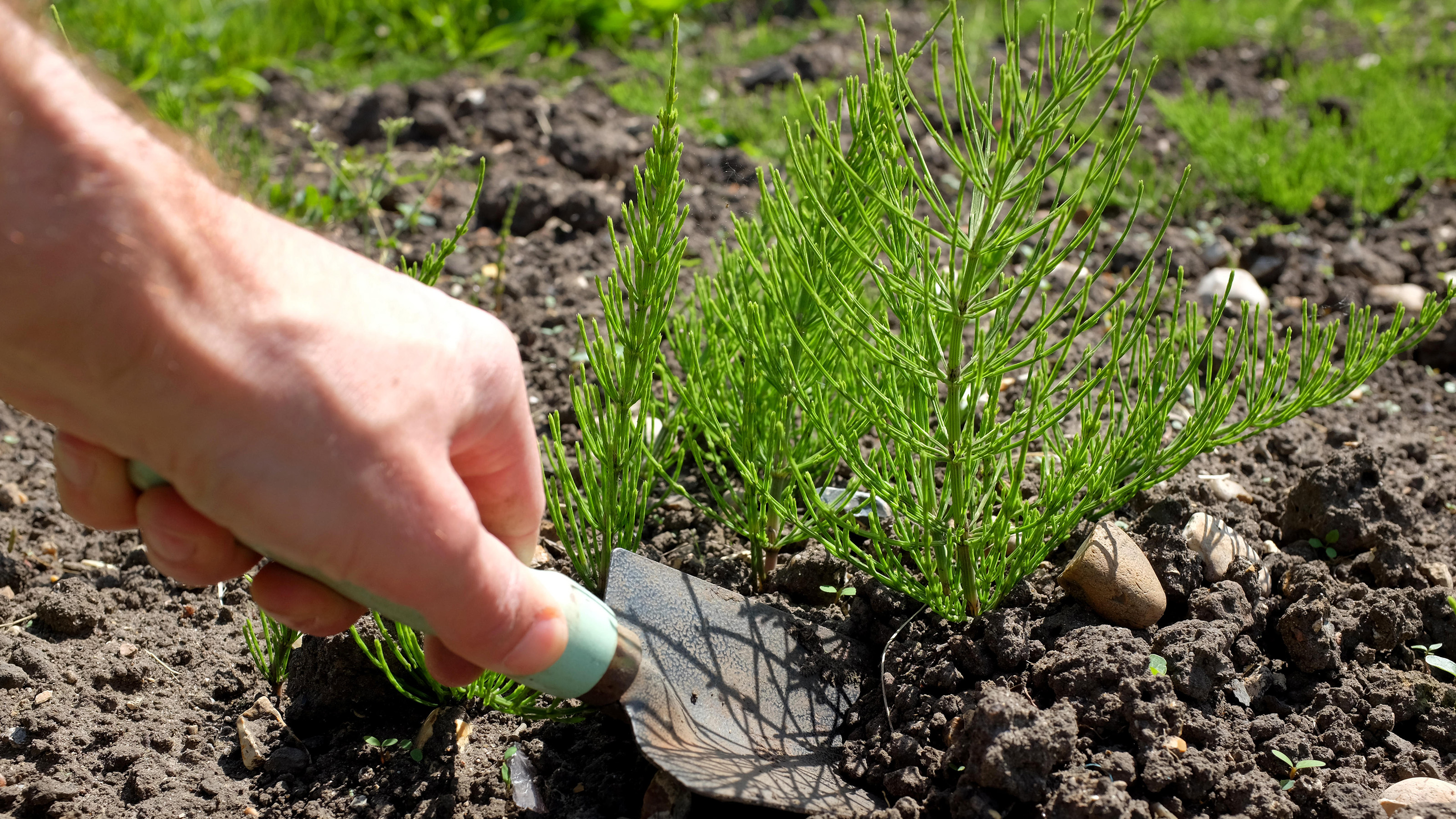 get rid of horsetail weed hand with trowel digging out horsetail weed