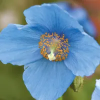 Menoconopsis 'Lingholm' poppy at Van Meuwen
