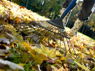 person in wellingtons raking lawn with autumn leaves