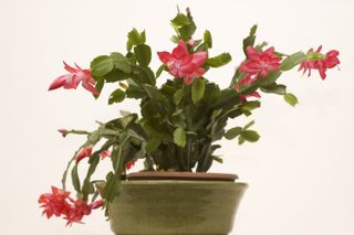 Christmas Cactus