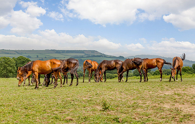Colmer Farm Stud, Marshwood, Bridport, Dorset HORSES