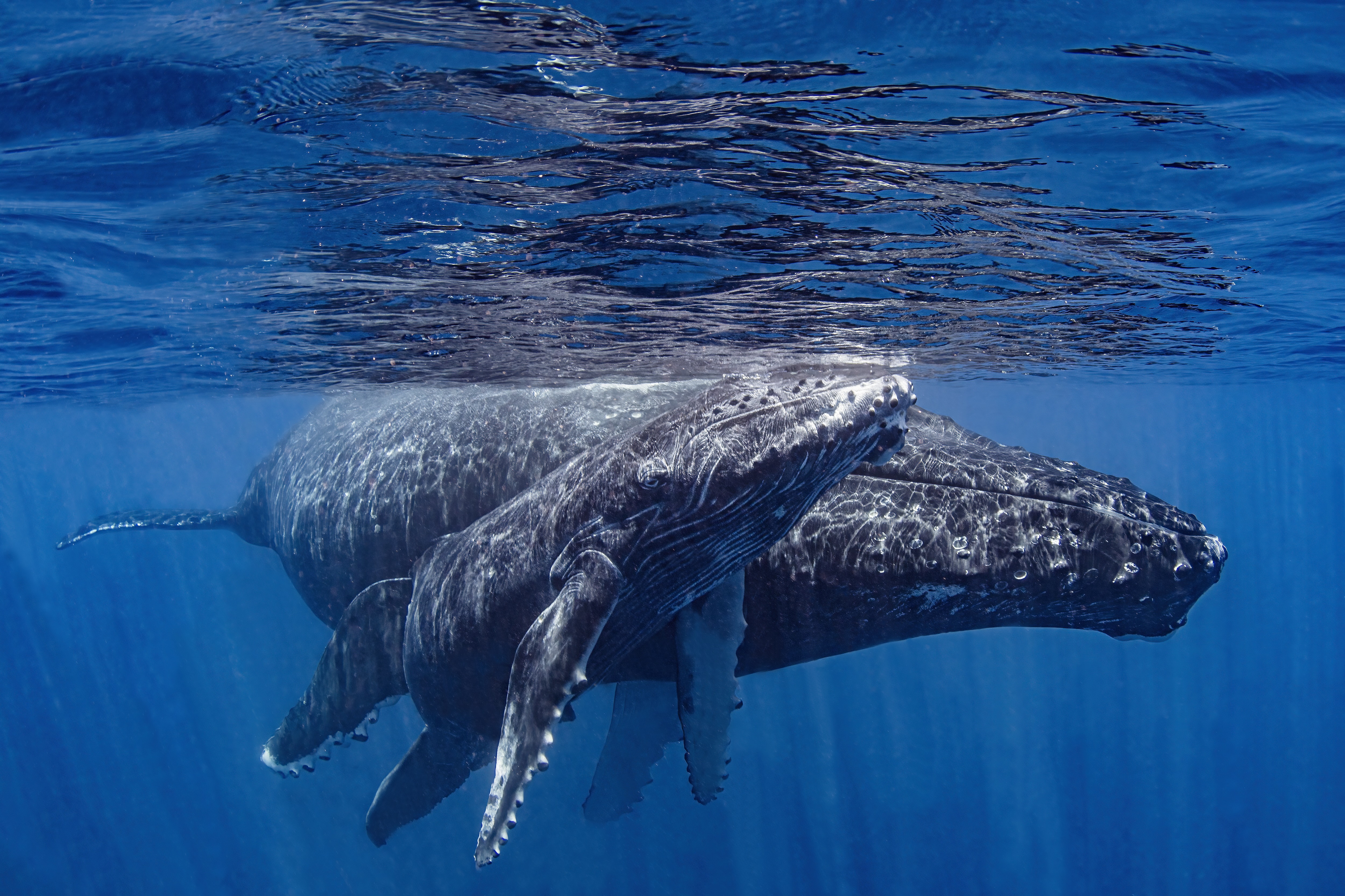 A mother humpback whale and her calf off the shores of Mo'orea